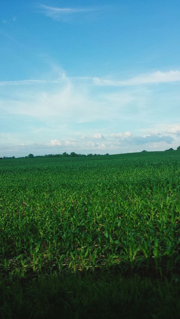 field, tranquil scene, tranquility, landscape, sky, grass, beauty in nature, growth, scenics, nature, rural scene, green color, plant, blue, agriculture, grassy, idyllic, cloud - sky, cloud, horizon over land