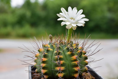 Close-up of succulent plant