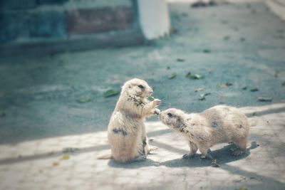 Prairie dogs on footpath