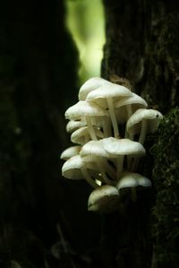 Close-up of white flowers