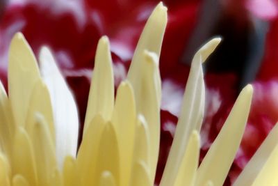 Close-up of red flowering plant