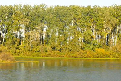 Scenic view of lake with trees in background