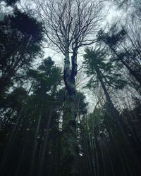 Low angle view of trees in forest