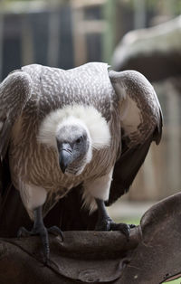 Close-up of owl perching outdoors