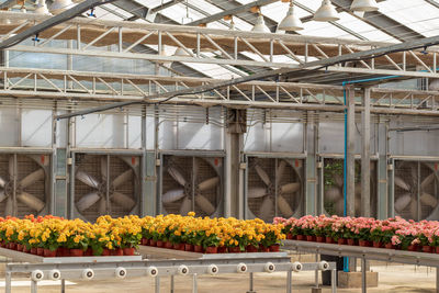View of flowering plants in greenhouse