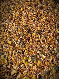 High angle view of maple leaves on street