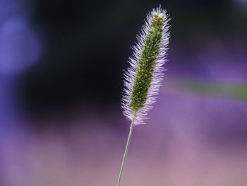 Close-up of foxtail barley growing outdoors