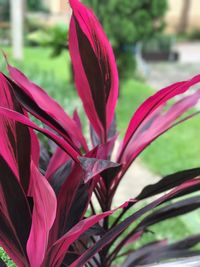 Close-up of pink flower blooming outdoors