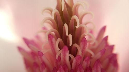 Close-up of pink flowers