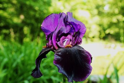 Close-up of purple orchid blooming outdoors