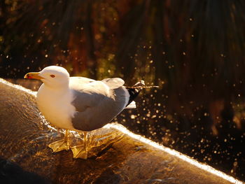 Close-up of seagull perching on water