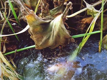 Close-up of plant