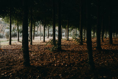 Pine forest landscape