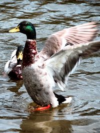 Ducks swimming in lake