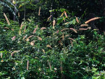 View of plants growing on land