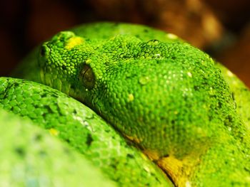 Young green python