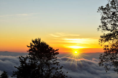 Silhouette of tree during sunset