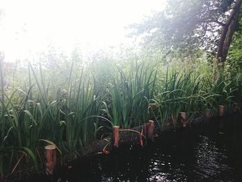 Plants growing on field