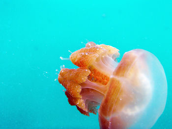 Close-up of jellyfish against blue background