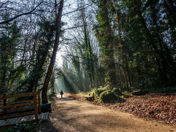 Sunbeams in the woods 