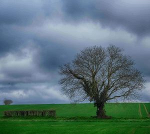 Bare tree on field against sky