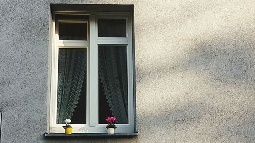 Close-up of flowers on window