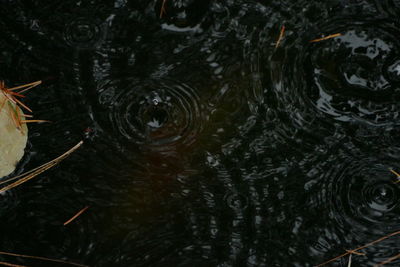 High angle view of turtle swimming in water