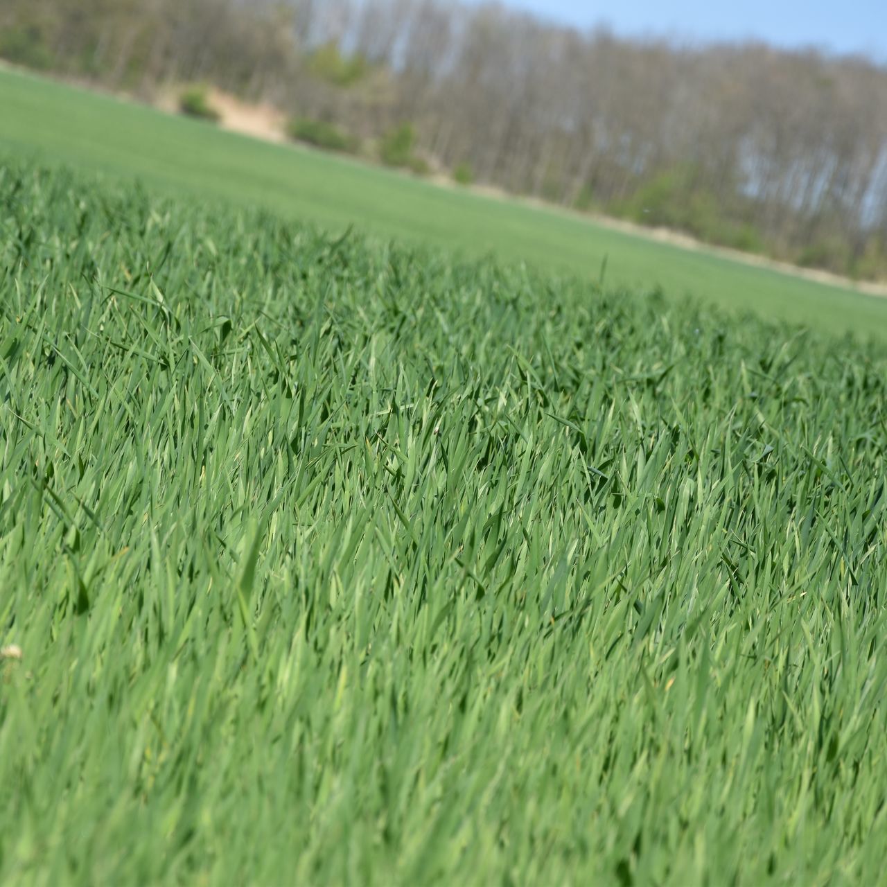 grass, field, growth, green color, grassy, landscape, tranquility, tranquil scene, nature, beauty in nature, selective focus, scenics, focus on foreground, meadow, rural scene, day, green, plant, surface level, outdoors, no people, blade of grass, lush foliage, idyllic, close-up, non-urban scene, remote, non urban scene, sky, growing