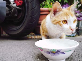 Cat by bowl in lawn