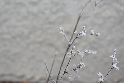 Close-up of cherry blossom against blurred background