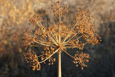 Close-up of plant against blurred background