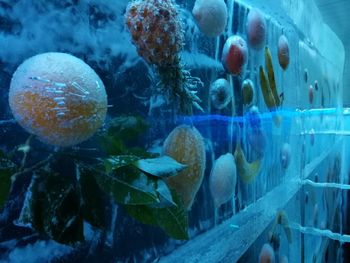 Close-up of jellyfish in aquarium