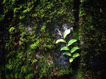 Close-up of moss growing on tree trunk