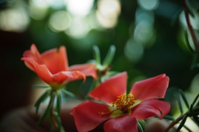 Close-up of red flowers blooming in park