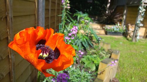 Close-up of orange flowers blooming in yard