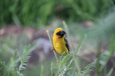 Close-up of bird perching on plant