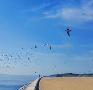 Seagulls flying over sea against sky