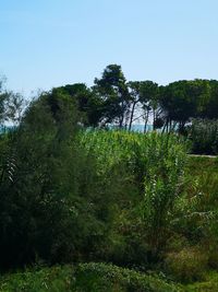 Scenic view of forest against clear sky