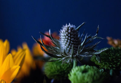 Close-up of flowering plant