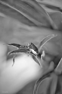 Close-up of insect on hand