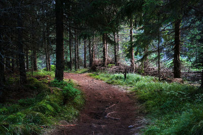 Pine trees in forest