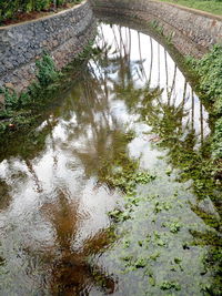 River amidst trees