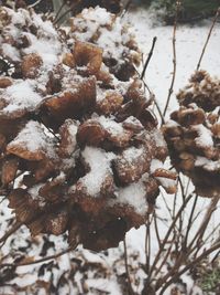 Close-up of snow on cactus during winter