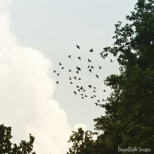 Low angle view of birds flying in sky