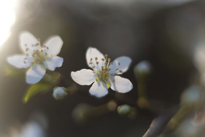 Close-up of apple blossoms in spring