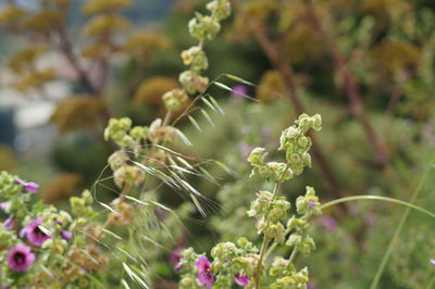 Close-up of pink flowering plant