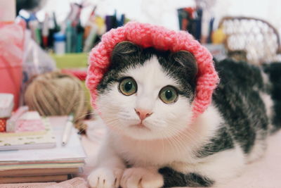 Close-up portrait of kitten relaxing at home