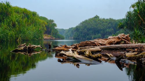 Scenic view of lake in forest against sky