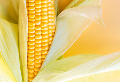 Close-up of fresh yellow leaf