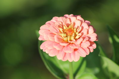 Close-up of flower blooming in park